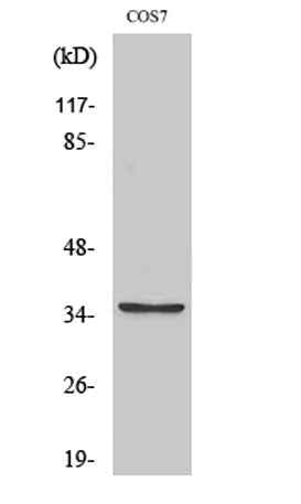 BST-1 rabbit pAb