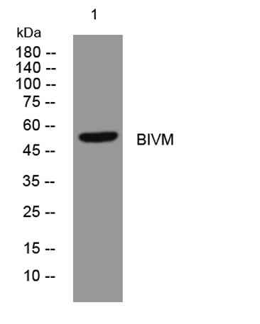 BIVM rabbit pAb