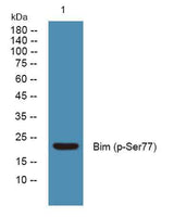 Bim (phospho-Ser77) rabbit pAb