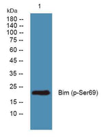 Bim (phospho-Ser69) rabbit pAb