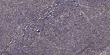 Beta-defensin 1 Rabbit pAb