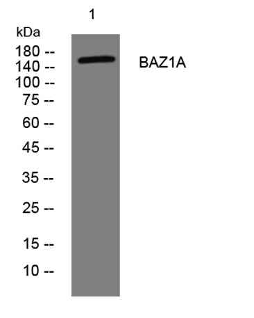 BAZ1A rabbit pAb