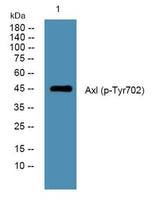 Axl (phospho-Tyr702) rabbit pAb