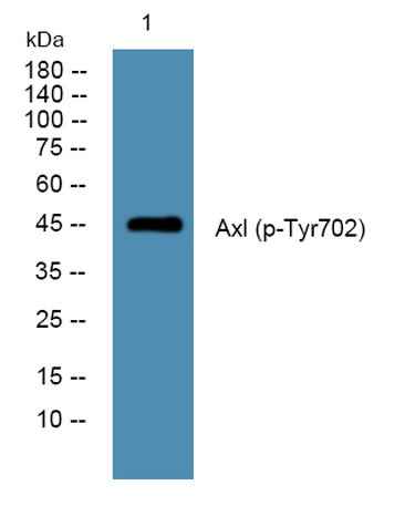 Axl (phospho-Tyr702) rabbit pAb