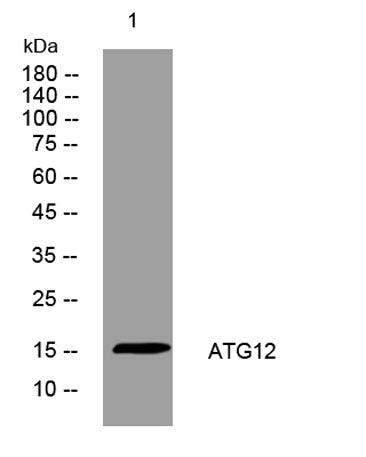 ATG12 rabbit pAb 50µL/100µL