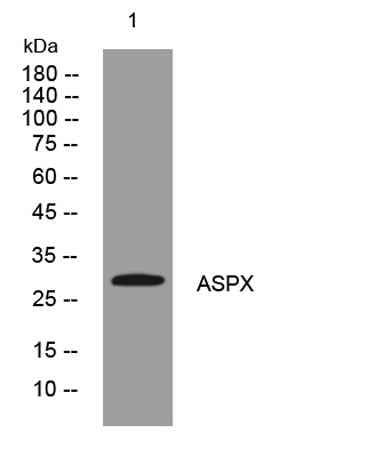ASPX rabbit pAb