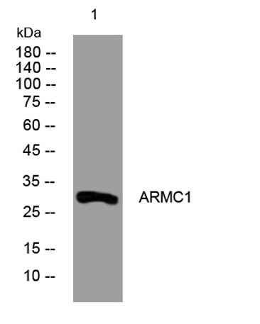 ARMC1 rabbit pAb