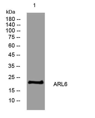 ARL6 rabbit pAb