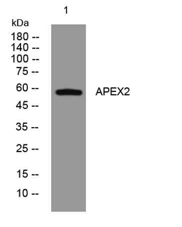 APEX2 rabbit pAb