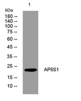 AP5S1 rabbit pAb