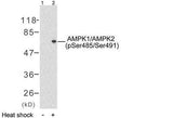 AMPKα1 (phospho-Ser485) rabbit pAb