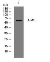 AIM1L rabbit pAb