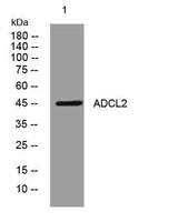 ADCL2 rabbit pAb
