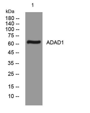 ADAD1 rabbit pAb
