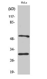 Caspase-10 B/D rabbit pAb