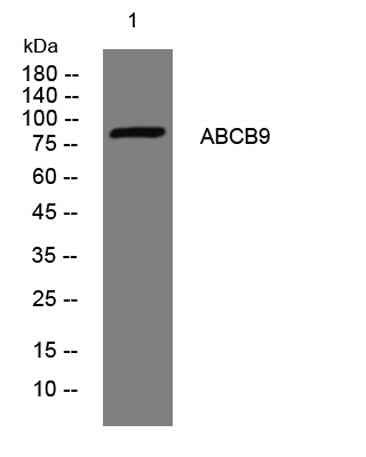 ABCB9 rabbit pAb