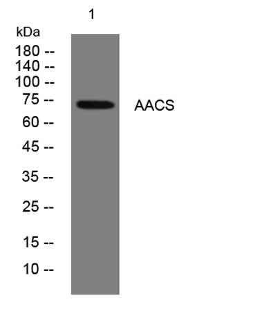 AACS rabbit pAb