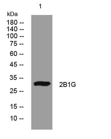 2B1G rabbit pAb