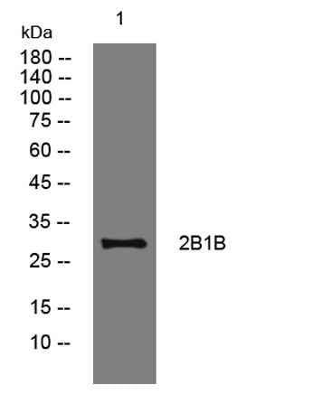 2B1B rabbit pAb