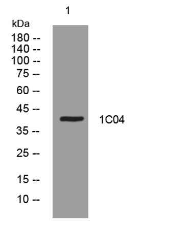 1C04 rabbit pAb