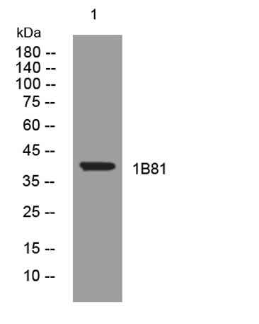 1B81 rabbit pAb