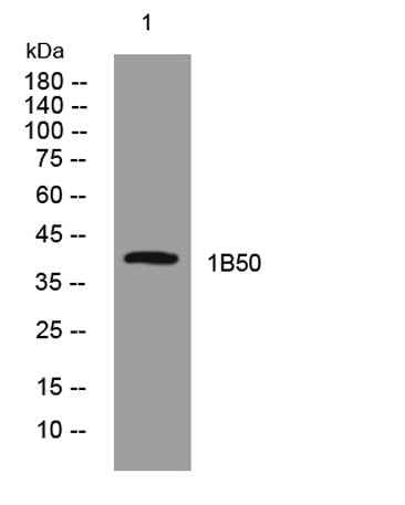 1B50 rabbit pAb