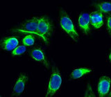 Catenin-α E/N rabbit pAb