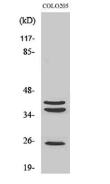 Cathepsin B rabbit pAb