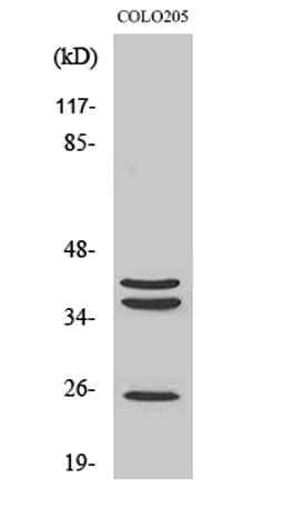 Cathepsin B rabbit pAb