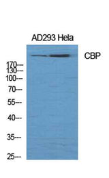 CBP rabbit pAb