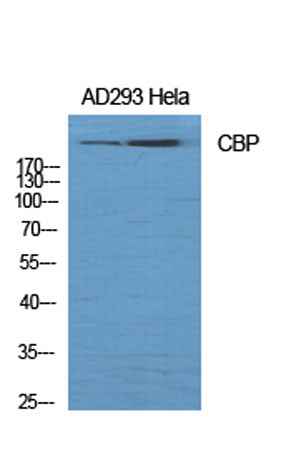 CBP rabbit pAb