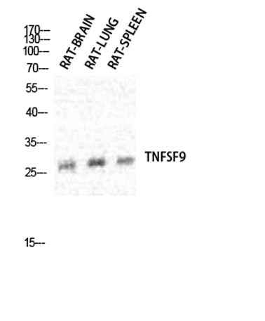 CD137L rabbit pAb