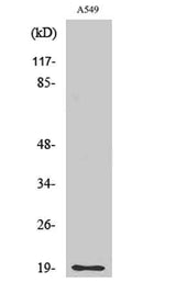 CD3-δ rabbit pAb