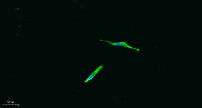 CD4 rabbit pAb