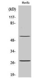 CD69 rabbit pAb 50µL/100µL