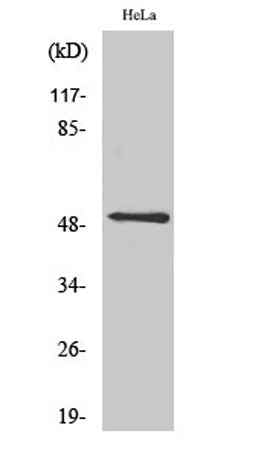 CD88 rabbit pAb