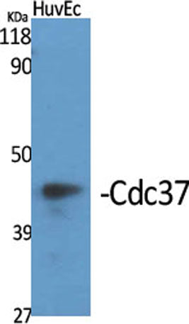 Cdc37 rabbit pAb 50µL/100µL