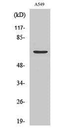 Chr-A rabbit pAb 50µL/100µL