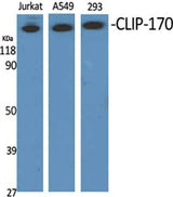 CLIP-170 rabbit pAb
