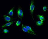 Clusterin rabbit pAb