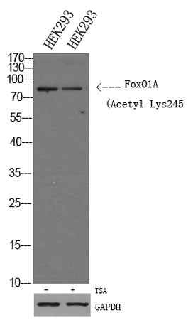 FoxO1A (Acetyl Lys245) rabbit pAb