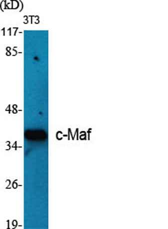 c-Maf rabbit pAb