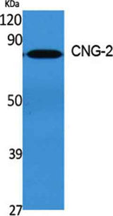 CNG-2 rabbit pAb
