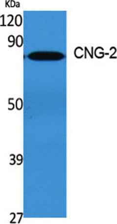 CNG-2 rabbit pAb