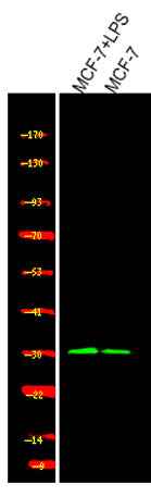 Cyclin D1 (Phospho Ser90) rabbit pAb