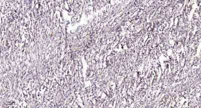 Smad2 (Phospho Ser245) rabbit pAb