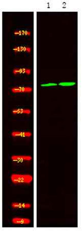 Calpain 2 (Phospho Ser50) rabbit pAb