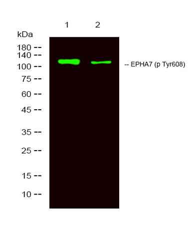 EPHA7 (Phospho Tyr608) rabbit pAb