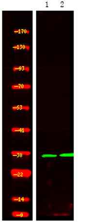 14-3-3σ (Phospho Ser186) rabbit pAb