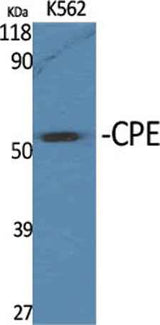 CPE rabbit pAb